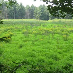 Leersia oryzoides, PA Ecotype (Rice Cutgrass, PA Ecotype) whole plant/field shot