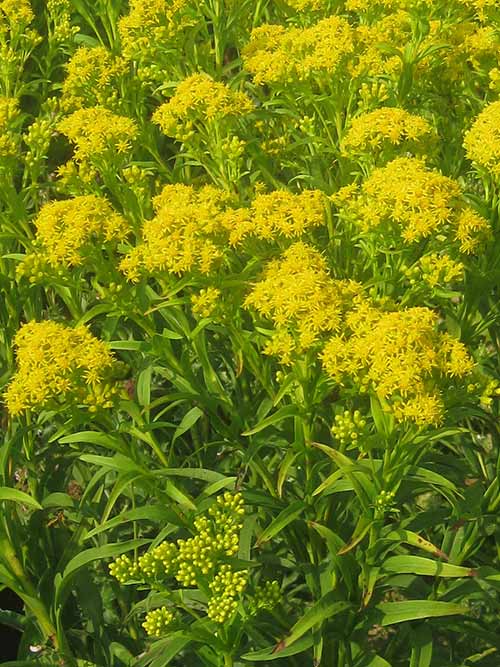 Solidago riddellii, OH Ecotype (Riddell's Goldenrod, OH Ecotype) bloom