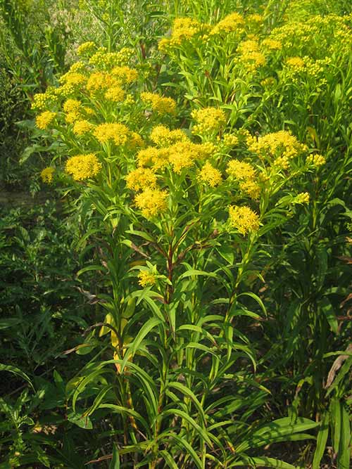 Solidago riddellii, OH Ecotype (Riddell's Goldenrod, OH Ecotype) whole plant/field shot