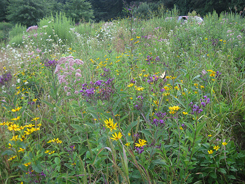 (Riparian Buffer Mix) third year