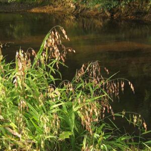 Chasmanthium latifolium (River Oats) whole plant/field shot