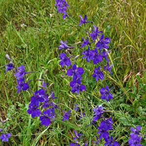 Delphinium ajacis (Rocket Larkspur) full bloom