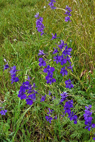 Delphinium ajacis (Rocket Larkspur) full bloom