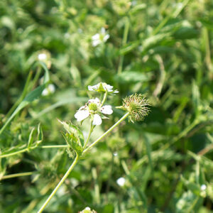 Geum laciniatum, PA Ecotype (Rough Avens, PA Ecotype) bloom close-up