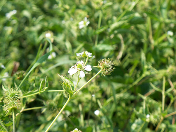 Geum laciniatum, PA Ecotype (Rough Avens, PA Ecotype) bloom close-up