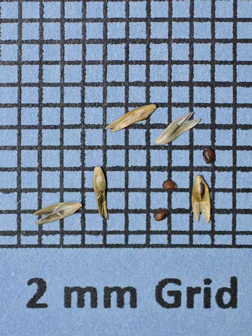 Sporobolus asper (Rough Dropseed) seed