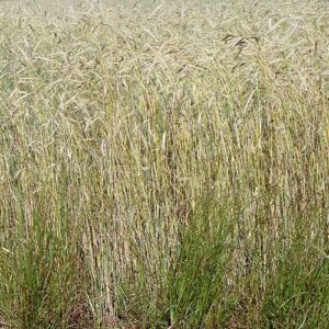 Secale cereale, 'Aroostook', Common (Rye, 'Aroostook', Common) whole plant/field shot