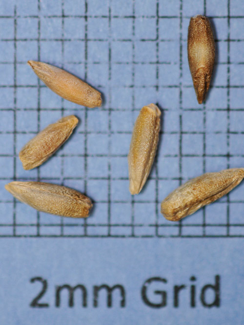 Secale cereale, Variety Not Stated (Rye, Variety Not Stated) seed
