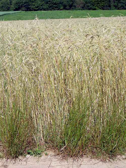 Secale cereale, Variety Not Stated (Rye, Variety Not Stated) whole plant/field shot