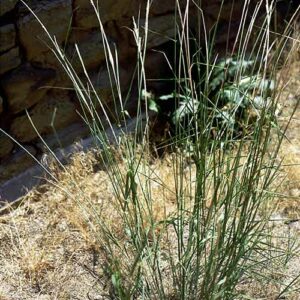 Sporobolus cryptandrus (Sand Dropseed) whole plant/field shot