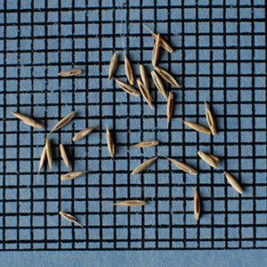 Festuca ovina, Variety Not Stated (Sheep Fescue, Variety Not Stated) seed