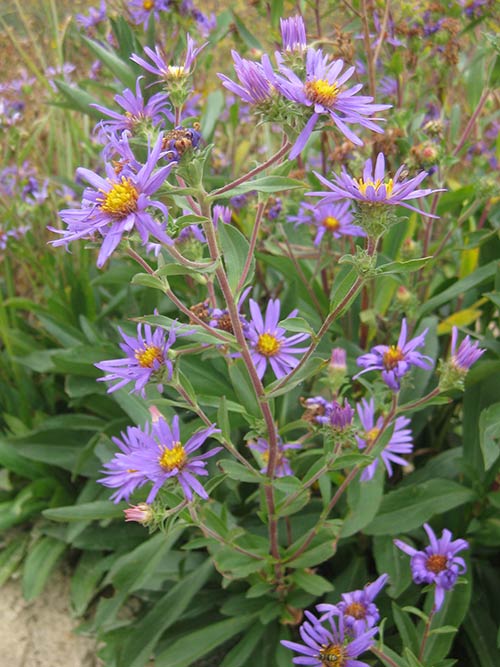 Aster spectabilis, NC Ecotype (Showy Aster, NC Ecotype) bloom