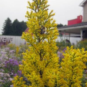 Solidago speciosa (Showy Goldenrod) bloom close-up