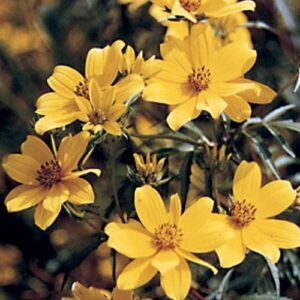 Bidens aristosa, Coastal Plain NC Ecotype (Showy Tickseed Sunflower (Bur Marigold), Coastal Plain NC Ecotype) bloom