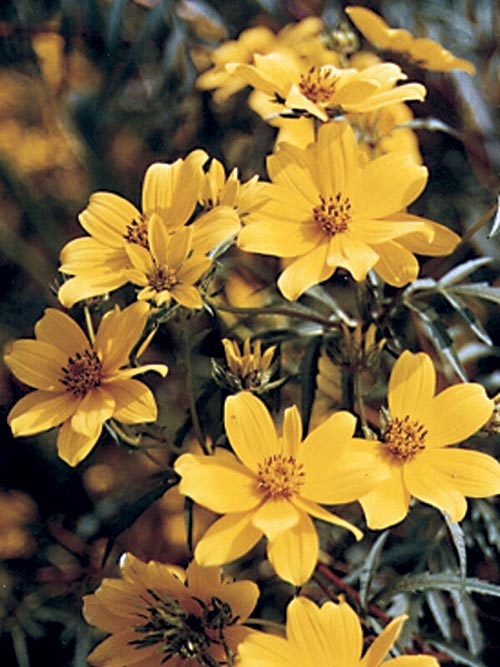 Bidens aristosa, Coastal Plain NC Ecotype (Showy Tickseed Sunflower (Bur Marigold), Coastal Plain NC Ecotype) bloom