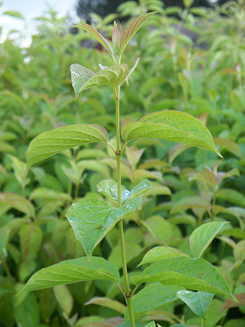 Cornus amomum, IA Ecotype (Silky Dogwood, IA Ecotype) leaf & stem