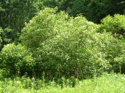 Cornus amomum, IA Ecotype (Silky Dogwood, IA Ecotype) whole plant - summer