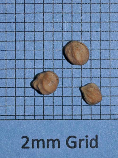 Cornus amomum, IA Ecotype (Silky Dogwood, IA Ecotype) seed
