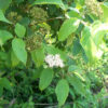 Cornus amomum, PA Ecotype (Silky Dogwood, PA Ecotype) bloom