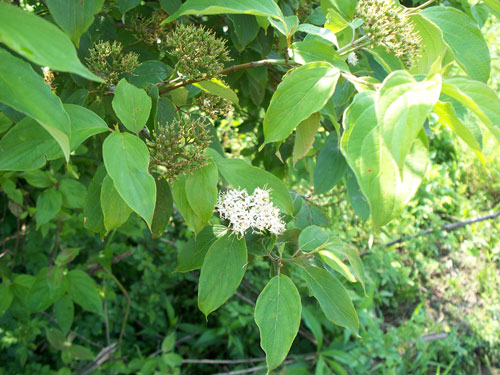 Cornus amomum, PA Ecotype (Silky Dogwood, PA Ecotype) bloom