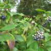 Cornus amomum, PA Ecotype (Silky Dogwood, PA Ecotype) fruit