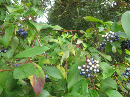 Cornus amomum, PA Ecotype (Silky Dogwood, PA Ecotype) fruit