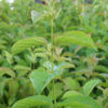Cornus amomum, PA Ecotype (Silky Dogwood, PA Ecotype) leaf & stem
