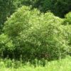Cornus amomum, PA Ecotype (Silky Dogwood, PA Ecotype) whole plant - summer