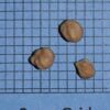Cornus amomum, PA Ecotype (Silky Dogwood, PA Ecotype) seed