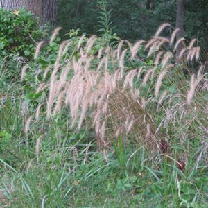 Elymus villosus (Silky Wildrye) whole plant/field shot