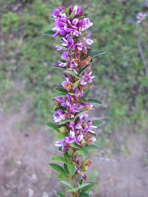 Lespedeza virginica, VA Ecotype (Slender Lespedeza, VA Ecotype) bloom