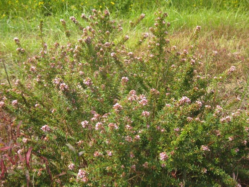 Lespedeza virginica, VA Ecotype (Slender Lespedeza, VA Ecotype) whole plant/field shot