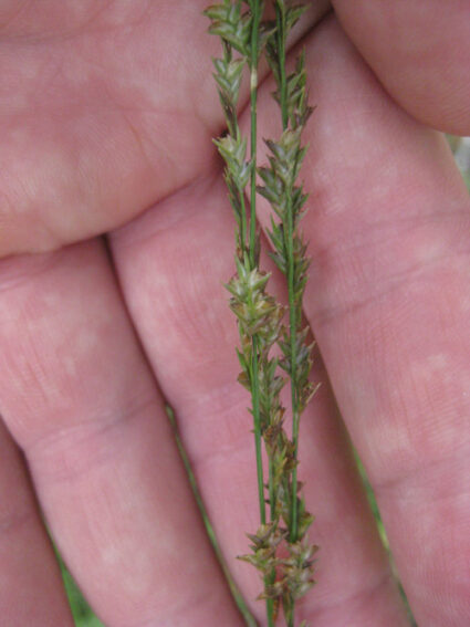 Chasmanthium laxum, NC Ecotype (Slender Woodoats, NC Ecotype) seed head