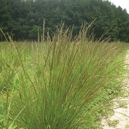 Chasmanthium laxum, NC Ecotype (Slender Woodoats, NC Ecotype) whole plant/field shot