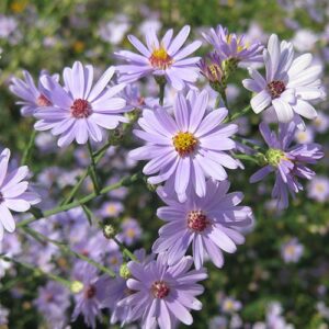 Aster laevis (Smooth Blue Aster) bloom close-up