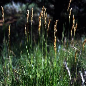 Bromus inermis, Variety Not Stated (Smooth Brome, Variety Not Stated) whole plant/field shot