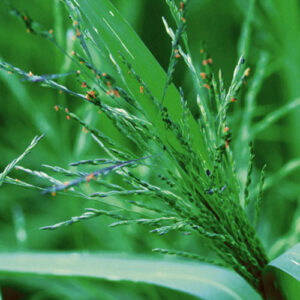 Panicum dichotomiflorum, PA Ecotype (Smooth Panicgrass, PA Ecotype) bloom