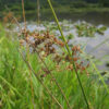 Juncus effusus (Soft Rush) seed head