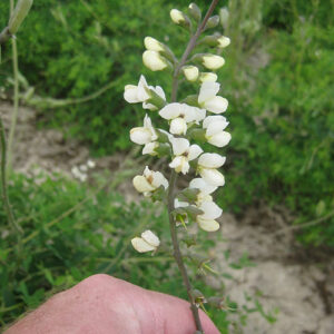 Baptisia albescens, NC Ecotype (Spiked Wild Indigo, NC Ecotype) bloom