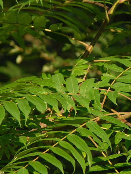 Rhus typhina, PA Ecotype (Staghorn Sumac, PA Ecotype) leaf & stem