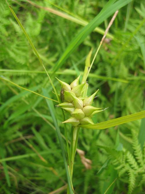Carex intumescens, PA Ecotype (Star Sedge, PA Ecotype) seed head