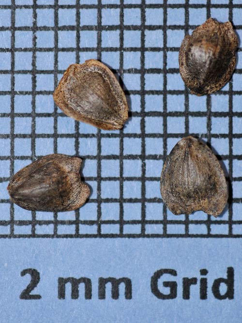 Silphium asteriscus var. angustatum, FL Ecotype (Starry Rosinweed, FL Ecotype) seed
