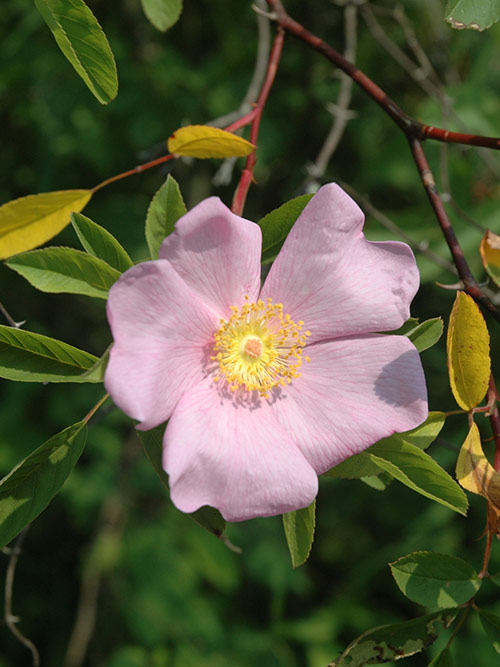 Rosa palustris, PA Ecotype (Swamp Rose, PA Ecotype) bloom