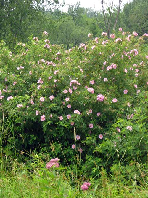 Rosa palustris, PA Ecotype (Swamp Rose, PA Ecotype) whole plant - summer