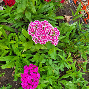 Dianthus barbatus (Sweetwilliam) bloom close-up