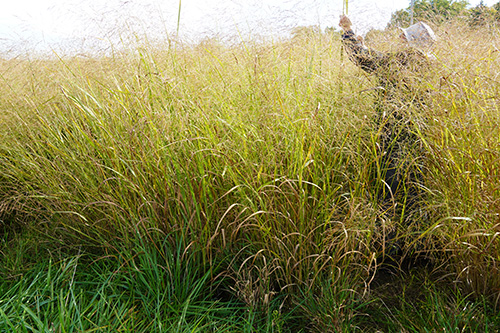 Panicum virgatum, 'BoMaster' (Switchgrass, 'BoMaster') vegetative whole plant
