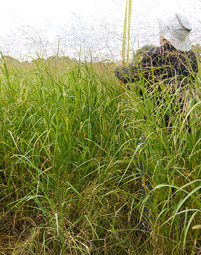 Panicum virgatum, 'Independence' (Switchgrass, 'Independence') vegetative whole plant