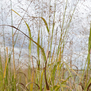 Panicum virgatum, 'Liberty' (Switchgrass, 'Liberty') seed head