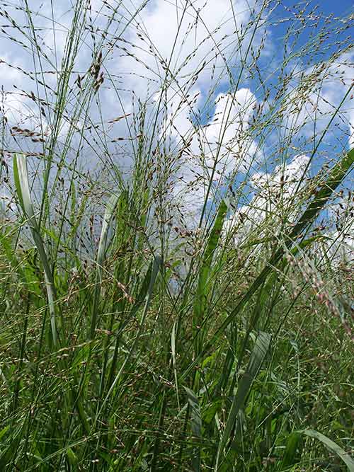 Tall grass with a cloudy sky