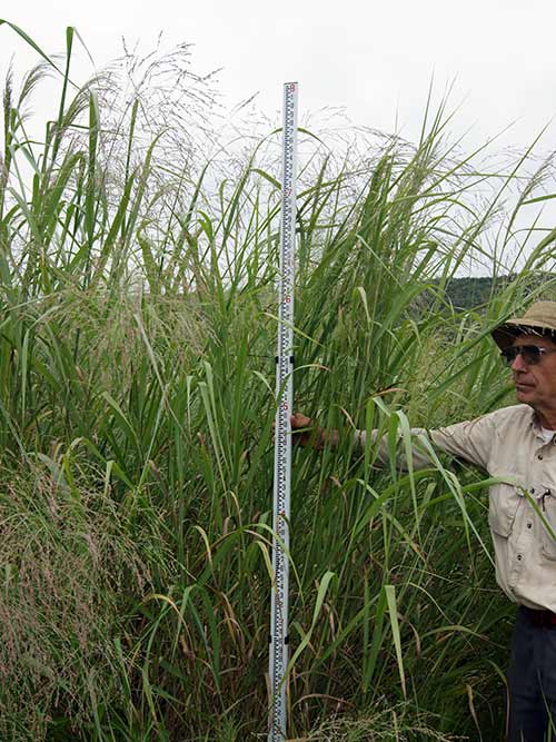 Panicum virgatum, 'RC Big Rock' (Switchgrass, 'RC Big Rock') whole plant/field shot